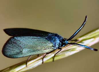 Adscita mannii Led. adulte - �Daniel Morel