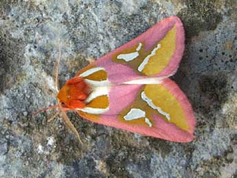 Axia margarita Hb. adulte - �Jean-Pierre Favretto 