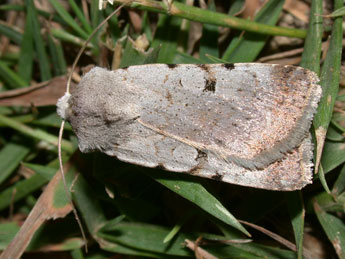 Chersotis margaritacea margaritacea Vill. adulte - �Philippe Mothiron