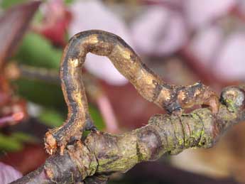  Chenille de Phigaliohybernia marginaria F. - �Philippe Mothiron