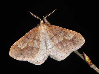 Phigaliohybernia marginaria F. adulte - �Philippe Mothiron