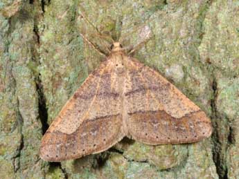 Phigaliohybernia marginaria F. adulte - �Philippe Mothiron