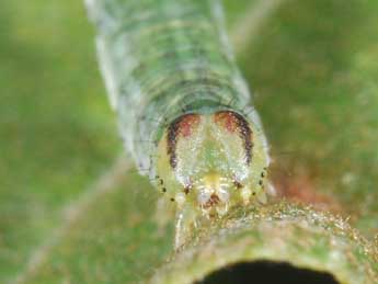  Chenille de Lomaspilis marginata L. - �Philippe Mothiron