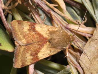Heliothis maritima Grasl. adulte - �Philippe Mothiron
