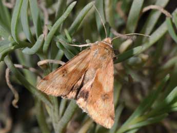 Heliothis maritima Grasl. adulte - �Philippe Mothiron