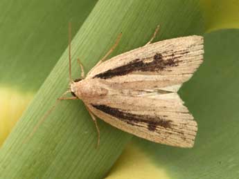 Chilodes maritima Tauscher adulte - �Daniel Morel