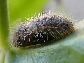  Chrysalide de Cacyreus marshalli Butler - �Thimothy Cowles