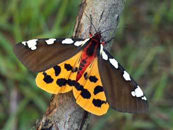 Arctia matronula L. adulte - �Daniel Morel