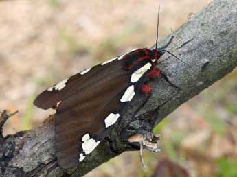 Arctia matronula L. adulte - �Daniel Morel