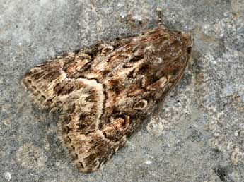 Thalpophila matura Hfn. adulte - �Daniel Morel