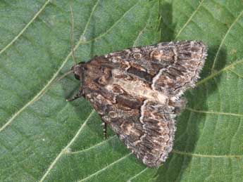 Thalpophila matura Hfn. adulte - �Philippe Mothiron