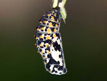  Chrysalide de Euphydryas maturna L. - �Daniel Morel