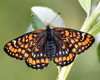 Euphydryas maturna L. adulte - �Daniel Morel