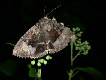 Mormo maura L. adulte - �Philippe Mothiron