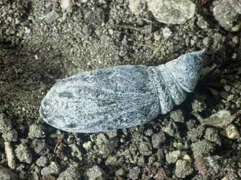  Chrysalide de Mormo maura L. - �Philippe Mothiron