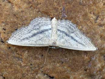 Idaea mediaria Hb. adulte - �Daniel Morel