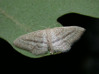 Idaea mediaria Hb. adulte - �Philippe Mothiron
