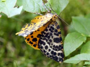 Arichanna melanaria L. adulte - �Daniel Morel