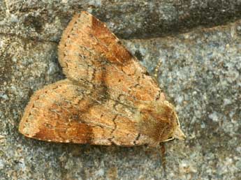 Diarsia mendica F. adulte - �Daniel Morel