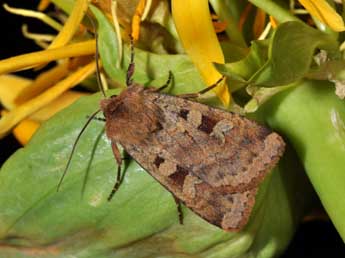 Diarsia mendica F. adulte - �Philippe Mothiron