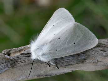 Diaphora mendica Cl. adulte - �Daniel Morel