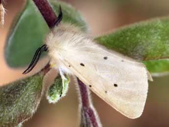 Diaphora mendica Cl. adulte - �Daniel Morel