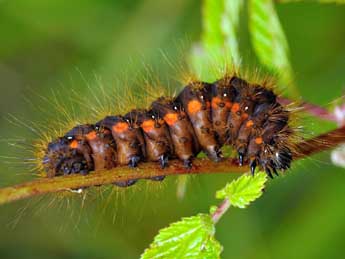  Chenille de Acronicta menyanthidis Esp. - �Jean-Fran�ois Maradan