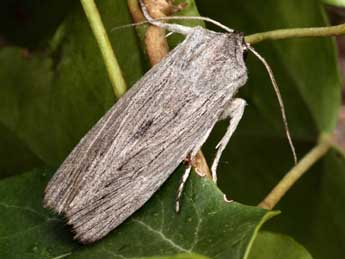 Lithophane merckii Rbr adulte - �Daniel Morel