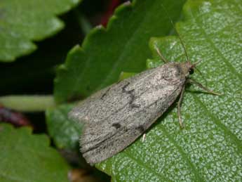 Apaidia mesogona God. adulte - �Philippe Mothiron