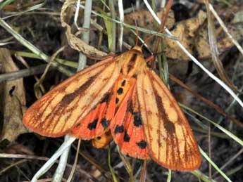 Diacrisia metelkana Led. adulte - �Philippe Mothiron