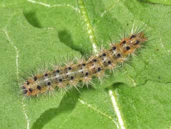  Chenille de Diacrisia metelkana Led. - �Philippe Mothiron