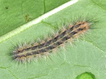  Chenille de Diacrisia metelkana Led. - �Philippe Mothiron
