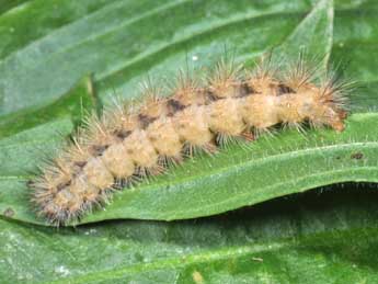  Chenille de Diacrisia metelkana Led. - �Philippe Mothiron