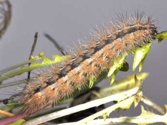  Chenille de Diacrisia metelkana Led. - �Philippe Mothiron