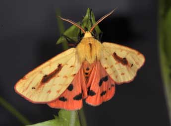 Diacrisia metelkana Led. adulte - �Philippe Mothiron