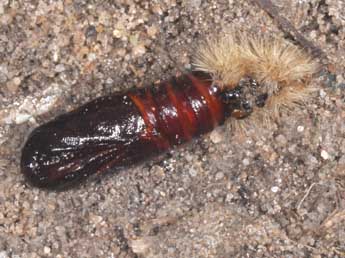  Chrysalide de Diacrisia metelkana Led. - �Philippe Mothiron