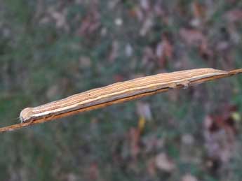  Chenille de Euclidia mi Cl. - �Tineke Aarts