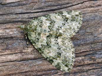 Chloroclysta miata L. adulte - �Daniel Morel