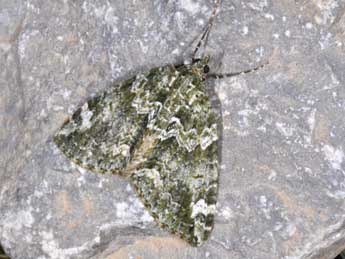 Chloroclysta miata L. adulte - �Philippe Mothiron