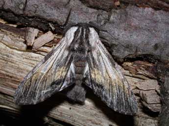 Harpyia milhauseri F. adulte - �Philippe Mothiron