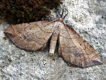 Coenocalpe lapidata Hb. adulte - �Daniel Morel