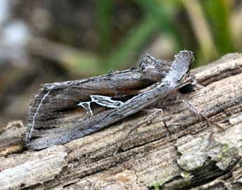 Lophoterges millierei Stgr adulte - �Daniel Morel