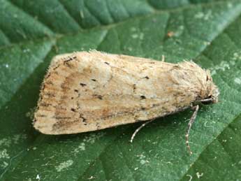 Photedes minima Hw. adulte - �Daniel Morel