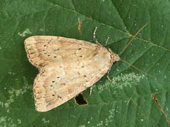 Photedes minima Hw. adulte - �Daniel Morel