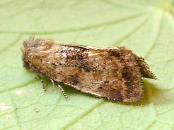 Photedes minima Hw. adulte - �Graham Wenman