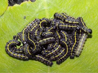  Chenille de Orthosia miniosa D. & S. - �Fran�ois Spill