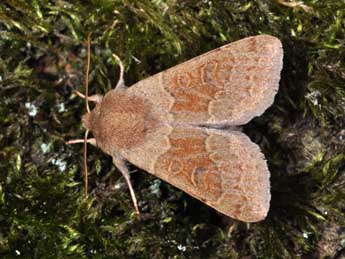 Orthosia miniosa D. & S. adulte - �Philippe Mothiron