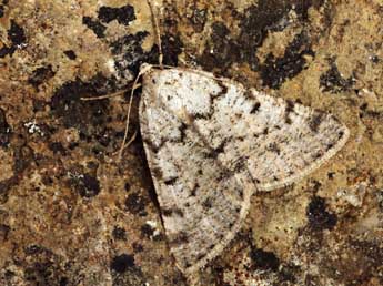 Isturgia miniosaria Dup. adulte - �Daniel Morel