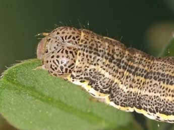  Chenille de Isturgia miniosaria Dup. - �Lionel Taurand