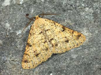 Isturgia miniosaria Dup. adulte - �Daniel Morel